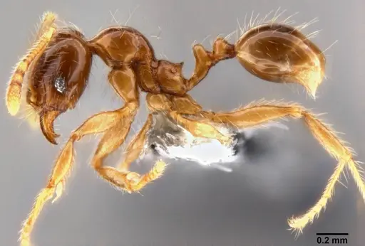 Pheidole elisae specimen CASENT0282611 image casent0282611_3