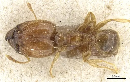 Pheidole elisae specimen CASENT0904257 image casent0904257_1