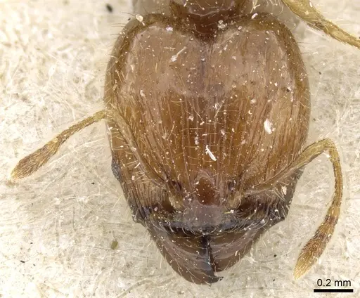 Pheidole elisae specimen CASENT0904257 image casent0904257_2