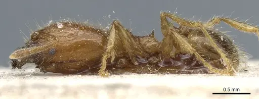 Pheidole elisae specimen CASENT0904257 image casent0904257_3