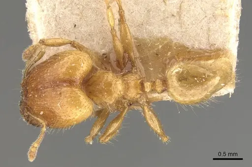 Pheidole elisae specimen CASENT0907973 image casent0907973_1