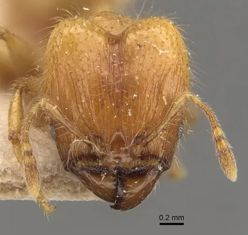 Pheidole elisae specimen CASENT0907973 image casent0907973_2
