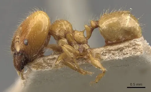 Pheidole elisae specimen CASENT0907973 image casent0907973_3