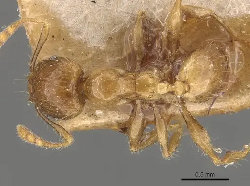 Pheidole elisae specimen CASENT0907974 image casent0907974_1