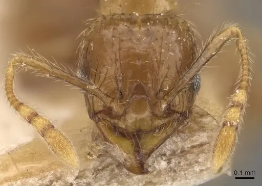 Pheidole elisae specimen CASENT0907974 image casent0907974_2