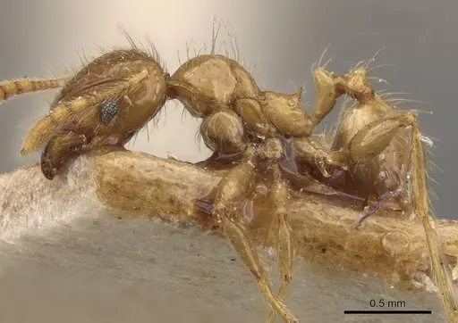 Pheidole elisae specimen CASENT0907974 image casent0907974_3