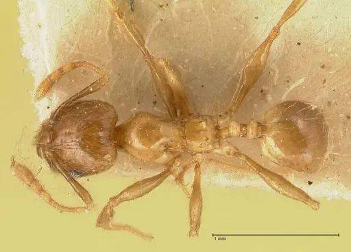 Pheidole elisae specimen FOCOL1377 image focol1377_1