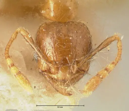 Pheidole elisae specimen FOCOL1377 image focol1377_2