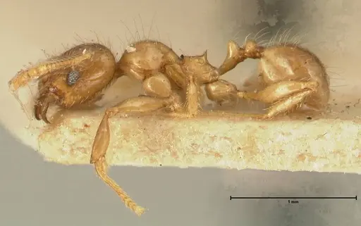 Pheidole elisae specimen FOCOL1377 image focol1377_3