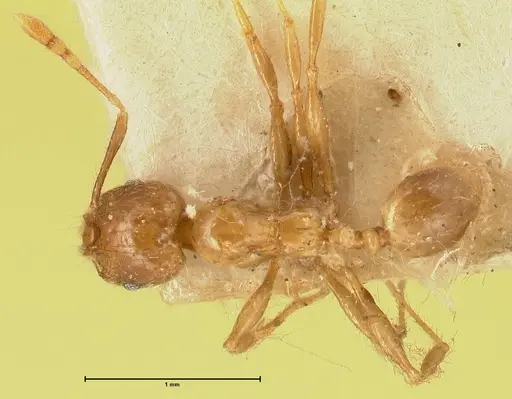 Pheidole elisae specimen FOCOL1378 image focol1378_1