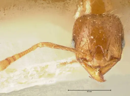 Pheidole elisae specimen FOCOL1378 image focol1378_2