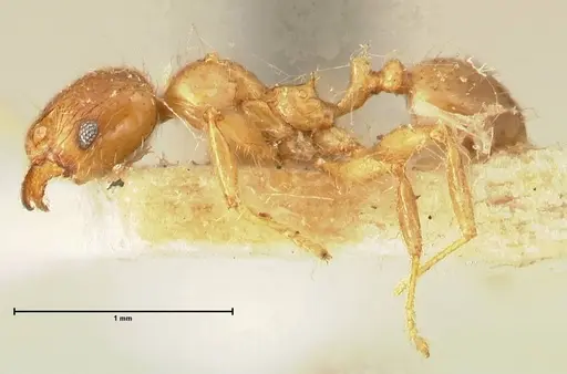 Pheidole elisae specimen FOCOL1378 image focol1378_3
