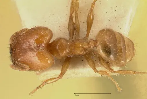 Pheidole elisae specimen FOCOL1379 image focol1379_1