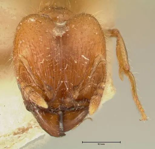Pheidole elisae specimen FOCOL1379 image focol1379_2
