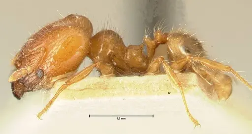 Pheidole elisae specimen FOCOL1379 image focol1379_3