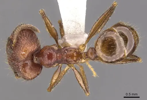 Pheidole elongicephala specimen CASENT0905867 image casent0905867_1