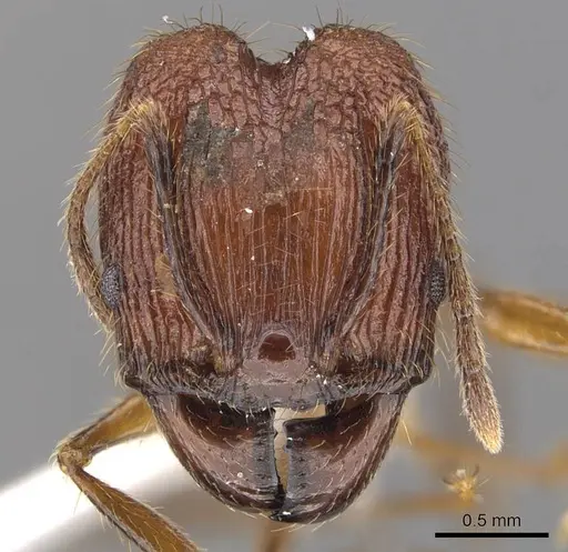 Pheidole elongicephala specimen CASENT0905867 image casent0905867_2