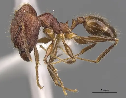 Pheidole elongicephala specimen CASENT0905867 image casent0905867_3