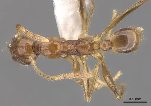 Pheidole elongicephala specimen CASENT0905868 image casent0905868_1