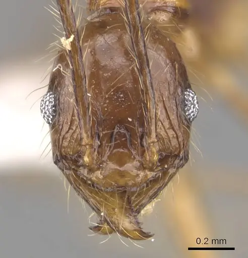 Pheidole elongicephala specimen CASENT0905868 image casent0905868_2