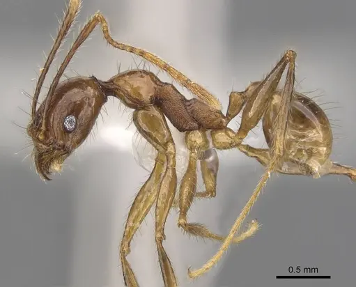 Pheidole elongicephala specimen CASENT0905868 image casent0905868_3