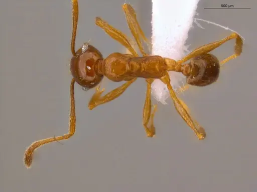 Pheidole embolopyx specimen ECOFOG-IT14-0798-30 image ecofog-it14-0798-30_1