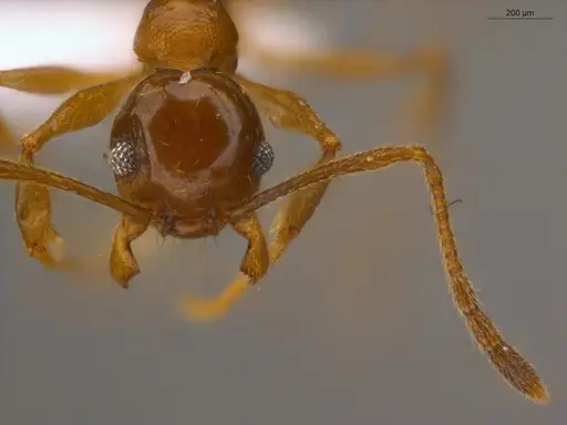 Pheidole embolopyx specimen ECOFOG-IT14-0798-30 image ecofog-it14-0798-30_2
