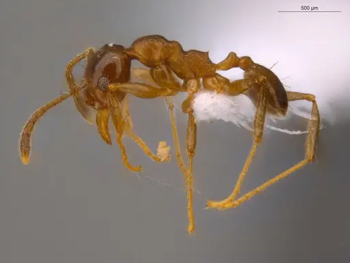 Pheidole embolopyx specimen ECOFOG-IT14-0798-30 image ecofog-it14-0798-30_3