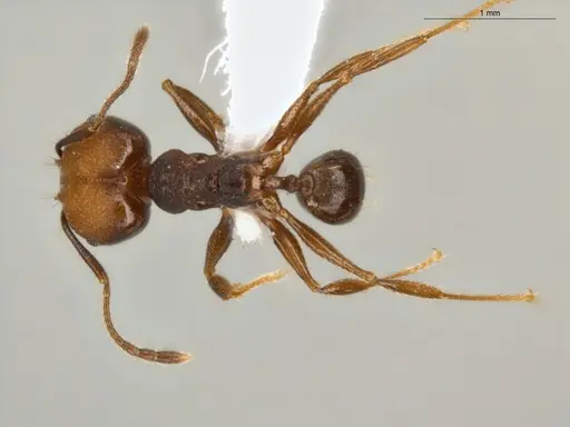 Pheidole embolopyx specimen ECOFOG-MI15-0379-21-S image ecofog-mi15-0379-21-s_1