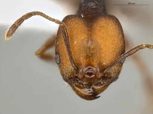 Pheidole embolopyx specimen ECOFOG-MI15-0379-21-S image ecofog-mi15-0379-21-s_2