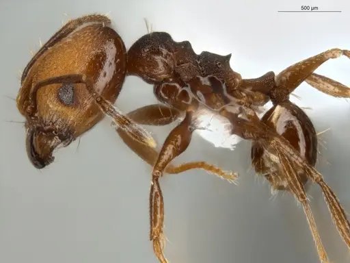 Pheidole embolopyx specimen ECOFOG-MI15-0379-21-S image ecofog-mi15-0379-21-s_3