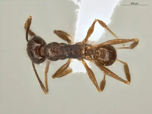 Pheidole embolopyx specimen ECOFOG-MI15-0379-21 image ecofog-mi15-0379-21_1