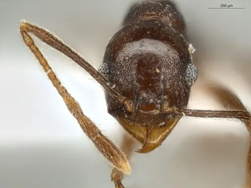 Pheidole embolopyx specimen ECOFOG-MI15-0379-21 image ecofog-mi15-0379-21_2