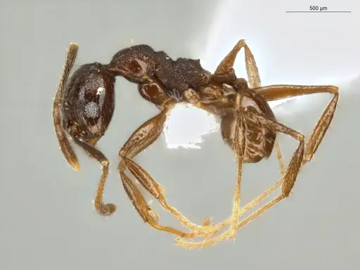 Pheidole embolopyx specimen ECOFOG-MI15-0379-21 image ecofog-mi15-0379-21_3