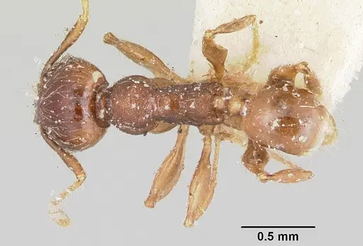 Pheidole ensifera specimen CASENT0101650 image casent0101650_1