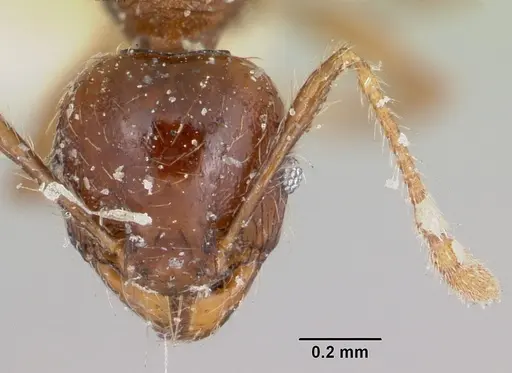 Pheidole ensifera specimen CASENT0101650 image casent0101650_2