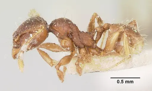 Pheidole ensifera specimen CASENT0101650 image casent0101650_3