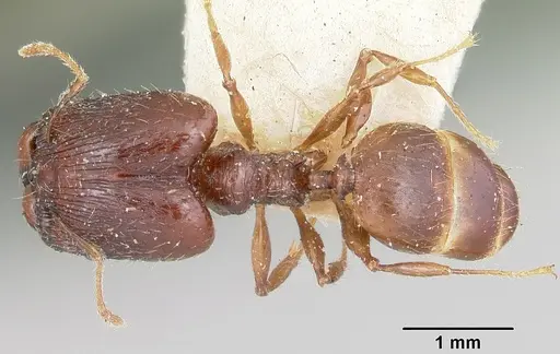 Pheidole ensifera specimen CASENT0101780 image casent0101780_1