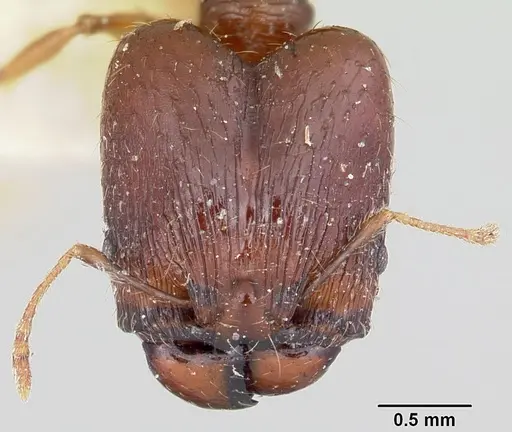 Pheidole ensifera specimen CASENT0101780 image casent0101780_2