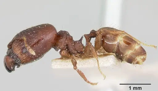 Pheidole ensifera specimen CASENT0101780 image casent0101780_3
