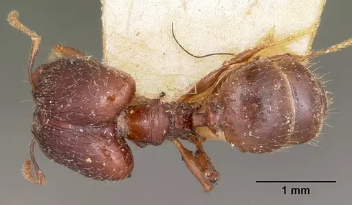 Pheidole ensifera specimen CASENT0104600 image casent0104600_1