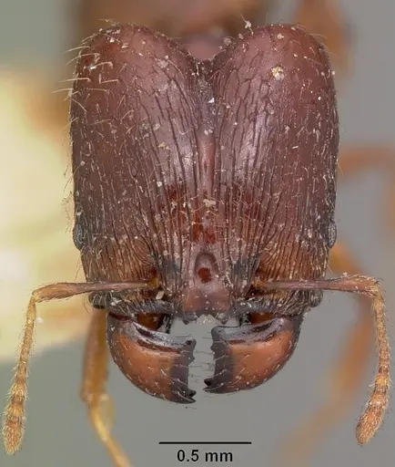 Pheidole ensifera specimen CASENT0104600 image casent0104600_2