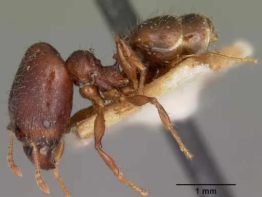 Pheidole ensifera specimen CASENT0104600 image casent0104600_3