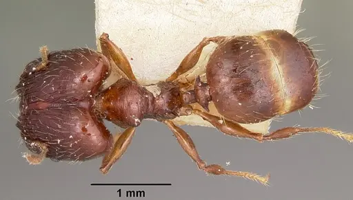Pheidole ensifera specimen CASENT0104601 image casent0104601_1