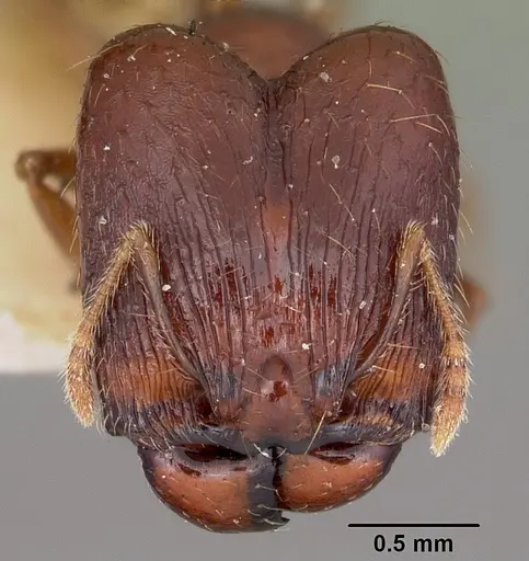 Pheidole ensifera specimen CASENT0104601 image casent0104601_2
