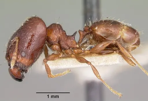 Pheidole ensifera specimen CASENT0104601 image casent0104601_3