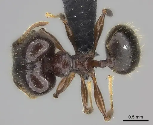 Pheidole ensifera specimen CASENT0140640 image casent0140640_1