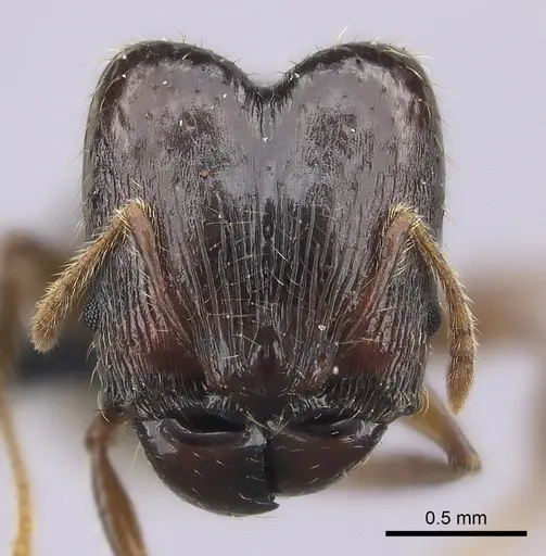 Pheidole ensifera specimen CASENT0140640 image casent0140640_2