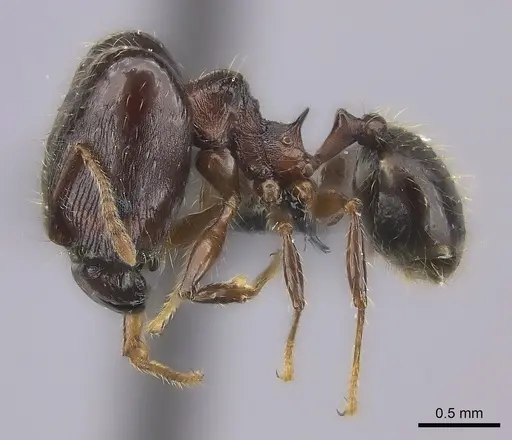 Pheidole ensifera specimen CASENT0140640 image casent0140640_3