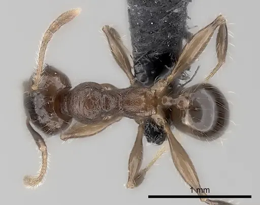 Pheidole ensifera specimen CASENT0140667 image casent0140667_1